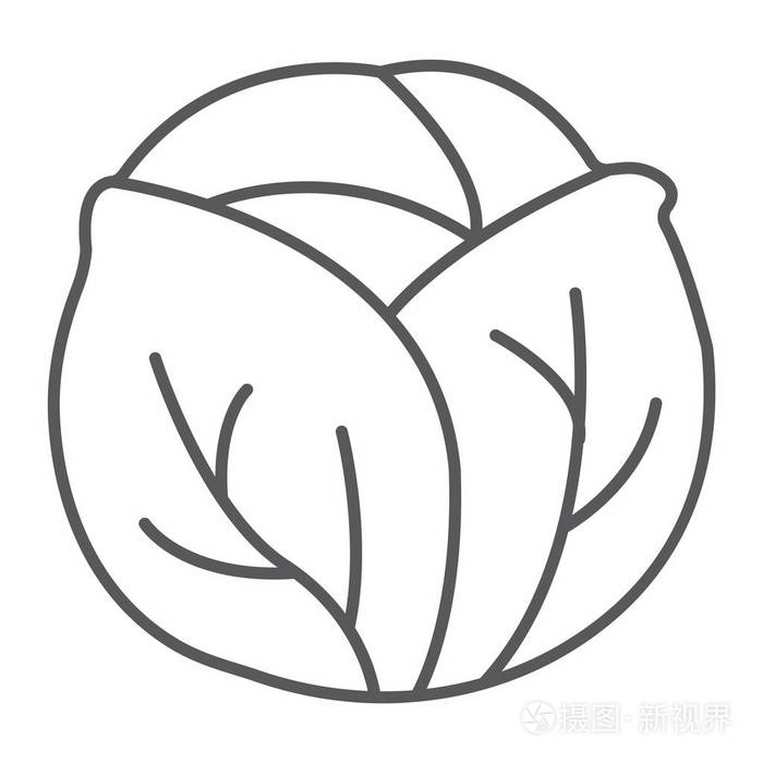 白菜薄线图标, 蔬菜和饮食, 素食符号, 矢量图形, 一个白色背景的线性