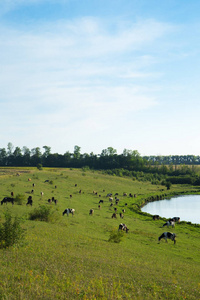 一群奶牛在田里放牧