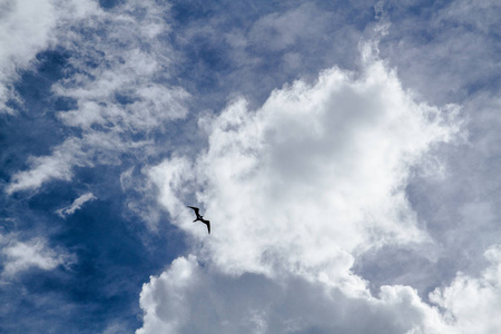 鸟儿在空中飞翔, 背景中乌云密布。