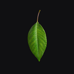 樱桃叶, 樱桃叶上的树枝上的黑色背景.樱桃叶分离照片