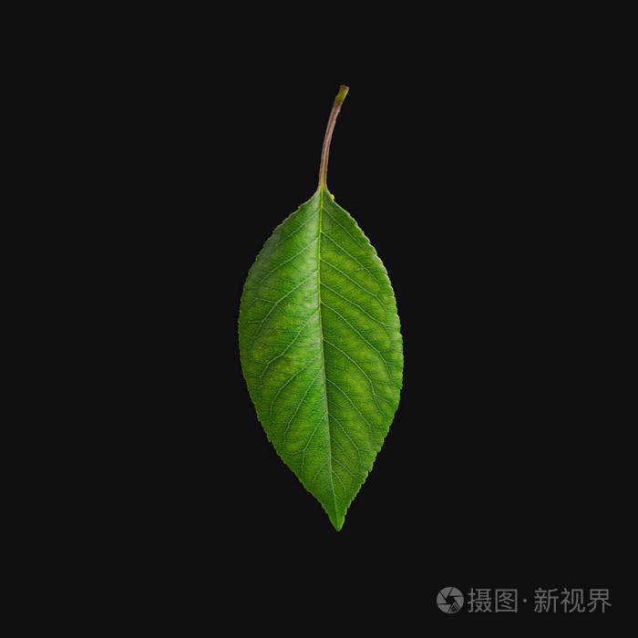 樱桃叶, 樱桃叶上的树枝上的黑色背景.樱桃叶分离