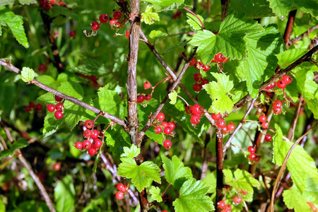 湿熟的红醋栗浆果随雨淋后的青灌木树枝在阳光明媚的夏日里关闭