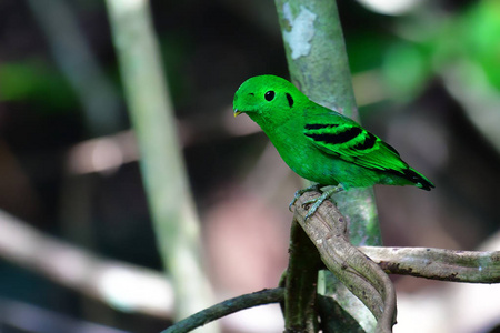 美丽的绿鸟, 绿色的 Broadbill Calyptomena 贝 perchinh 上的一个分支在曼谷清瀑布, 考拉国家