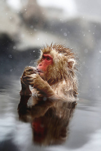 在温泉里的猴子