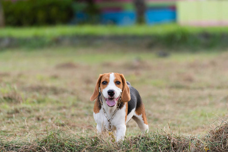 关闭可爱的小猎犬在现场玩