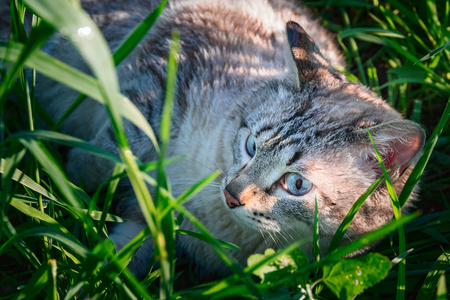 猫躺在青草里。蓝色眼睛的肖像可爱的猫