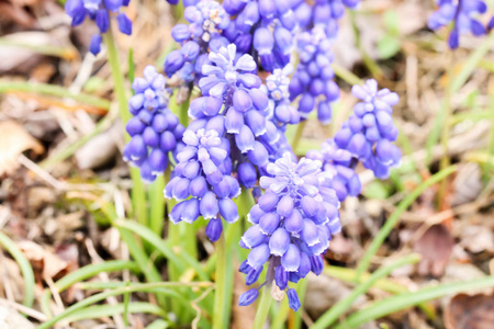 日本花园小蓝 muscaries 花的宏观群