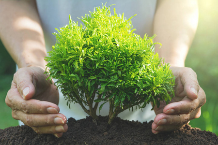 保护土壤简笔画在自然背景下在土壤中生长的绿色年轻植物的手保护照片