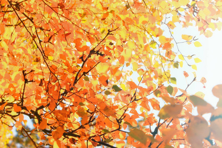 秋天五颜六色的鲜艳的树木背景。明亮的叶子, 复制空间