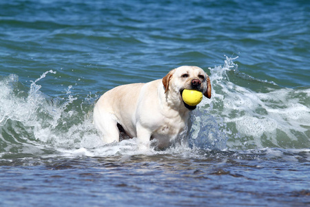 夏天, 一个黄色的拉布拉多犬在海里游泳