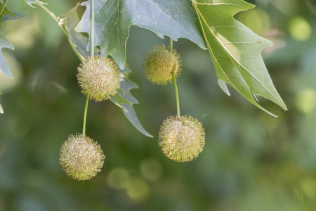 悬铃木悬铃木树上聚集种子的尖球照片