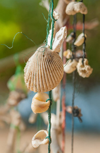 老式海海绵和奇特的贝壳挂在绳子上。特写