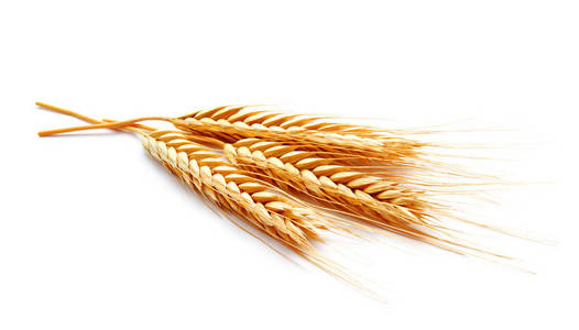 小麦耳朵玉米孤立在白色背景关闭