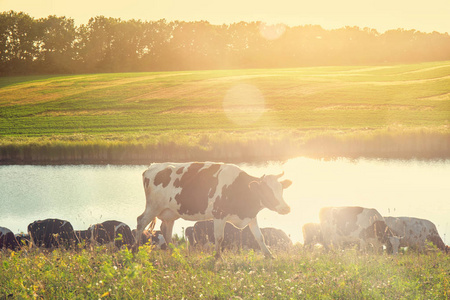 阳光明媚的日子里的母牛