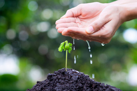 植物生长的手在土壤和阳光和绿色散景背景浇水.农业. 种植植物.