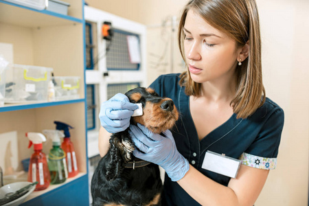医学宠物护理和人的概念兽医诊所的狗和兽医医生