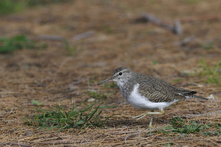 普通鹬 Actitis hypoleucos 克里特岛, 希腊