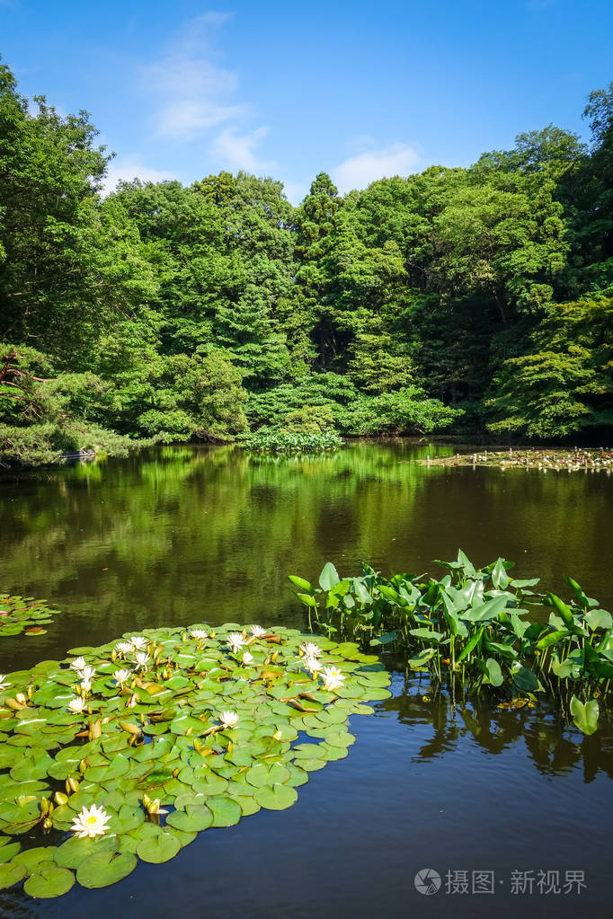 日本东京代代木公园明治谷花园池塘 nenuphars