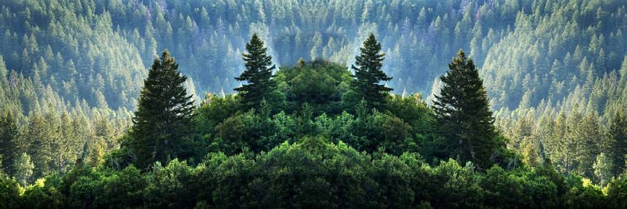 山野松林松树林新生长绿色绿地