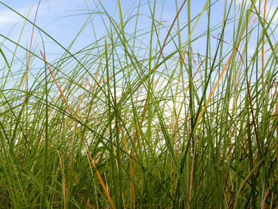 小麦叶片农村新鲜香根草叶片照片