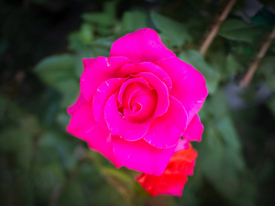 前顶部拍摄的美丽的天然热粉红色的玫瑰