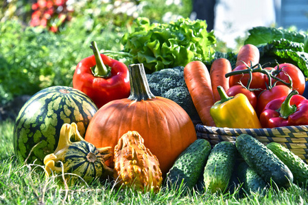 各种新鲜有机蔬菜和水果在花园里。均衡的饮食