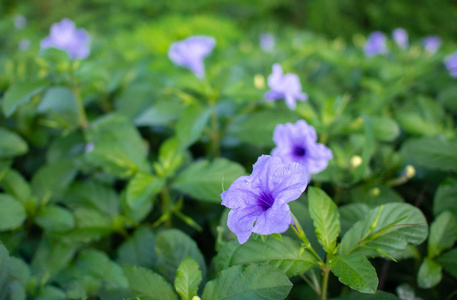 紫色 Ruellia 荸荠花盛开, Ruellia 荸荠花在花园里