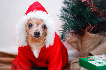 小狗吉娃娃在西装。新年和圣诞节。在红色整体的狗与圣诞礼物和一棵圣诞树