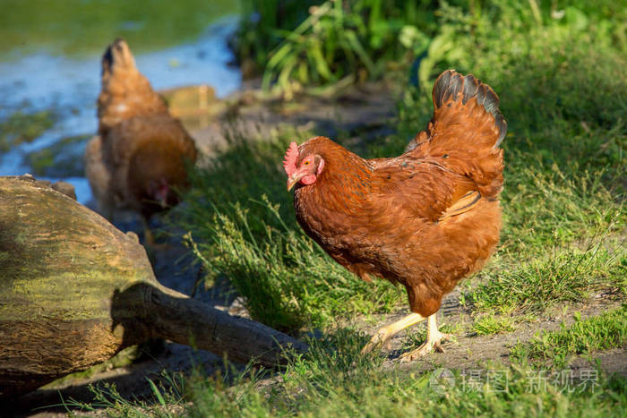 褐色母鸡自由范围照片-正版商用图片0uo9hy-摄图新视界