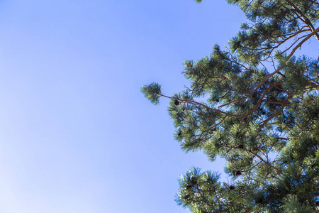 松树枝在光的背景下明亮的蓝天。天空的质感