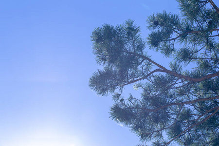 松树枝在光的背景下明亮的蓝天。天空的质感