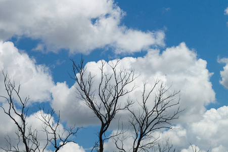树的树枝上有云。蓝色多云天空干树枝剪影创作抽象自然背景图像