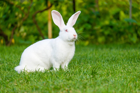 宁静甜美的小白兔坐在绿草上, 可爱的兔子