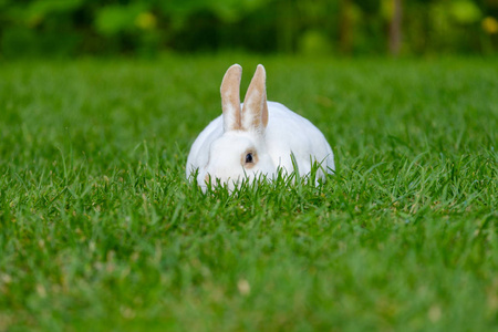 宁静甜美的小白兔坐在绿草上, 可爱的兔子