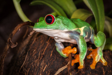 红眼树蛙坐在椰子上准备跳跃
