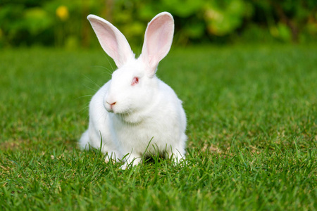 兔子小白兔宁静甜美的小白兔坐在绿草上, 可爱的兔子照片