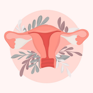 女性生殖图ppt真人图片
