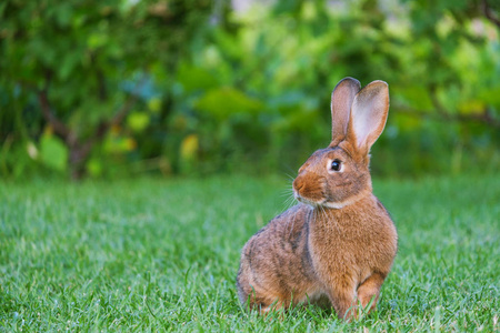 小棕兔安静和甜美的小棕兔坐在绿色的草地上, 可爱的兔子照片