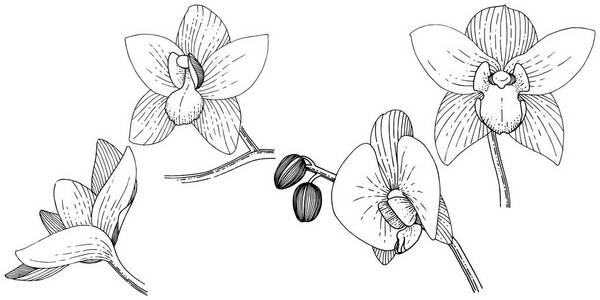 兰花在载体样式隔绝了。植物全名 兰花。背景纹理包装图案框架或边框的矢量花