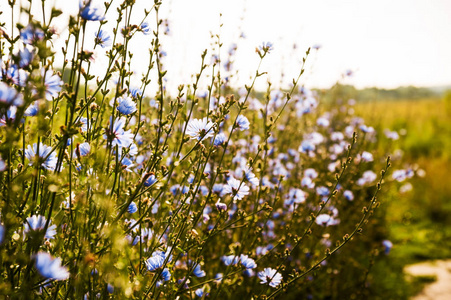 菊苣盛开的蓝色花朵沿着乡间小路到草地上