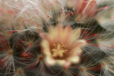 仙人掌。Macrophotography 仙人掌的花朵。一个古老的自然世界