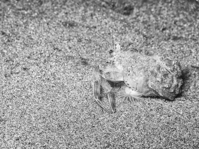 甲壳动物的地中海水下图片