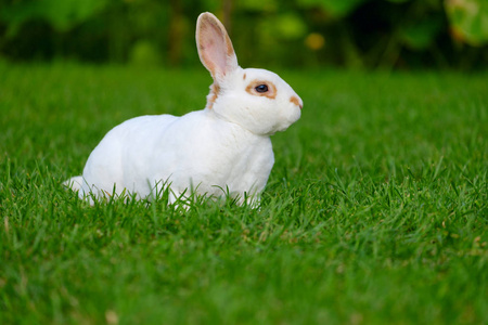 兔子小白兔宁静甜美的小白兔坐在绿草上, 可爱的兔子照片