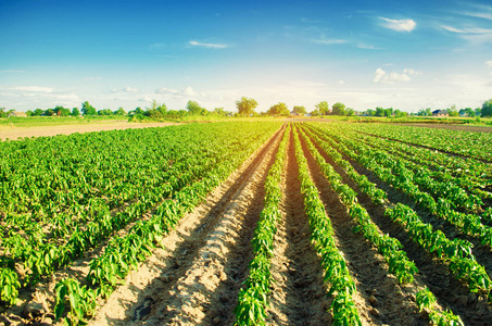 农业.农地景观照片