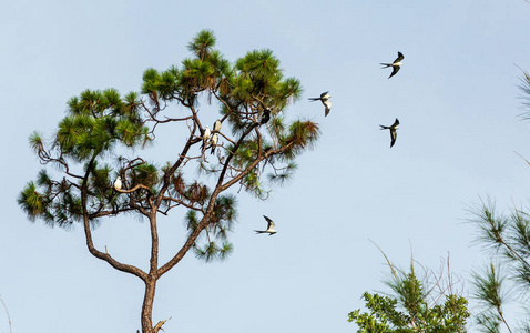 燕子尾风筝成群在那不勒斯, 佛罗里达的松树, 他们准备迁移南