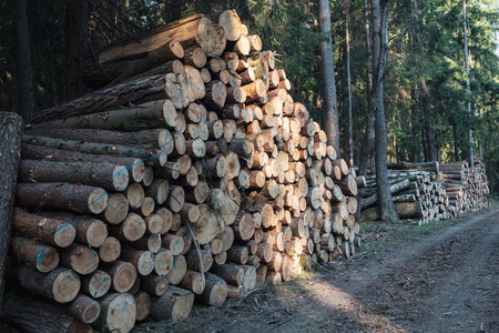 巨大的原木堆积图照片