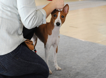 Basenji 在狗展, 莫斯科