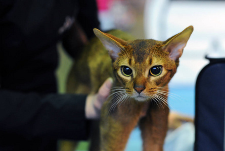 阿比西尼亚猫在莫斯科的猫节目