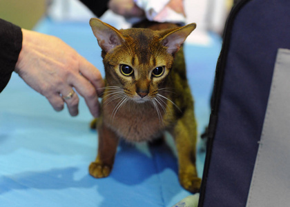 阿比西尼亚猫在莫斯科的猫节目图片