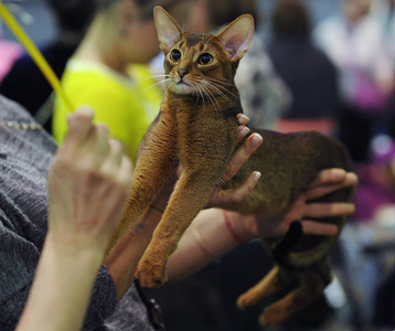 阿比西尼亚猫在莫斯科的猫节目图片